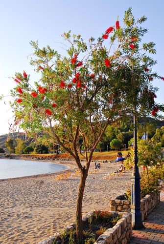 Bottlebrush tree